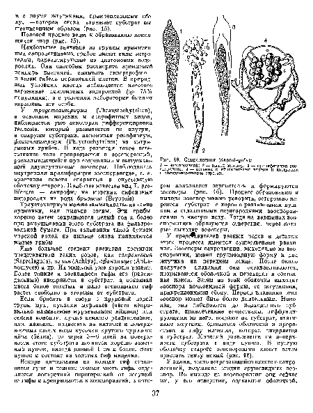 Половой процесс ведет к образованию покоящихся спор (рис. 15).