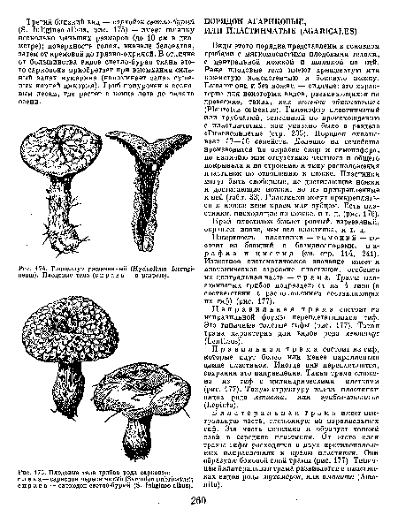 Плодовые тела грибов рода саркодон