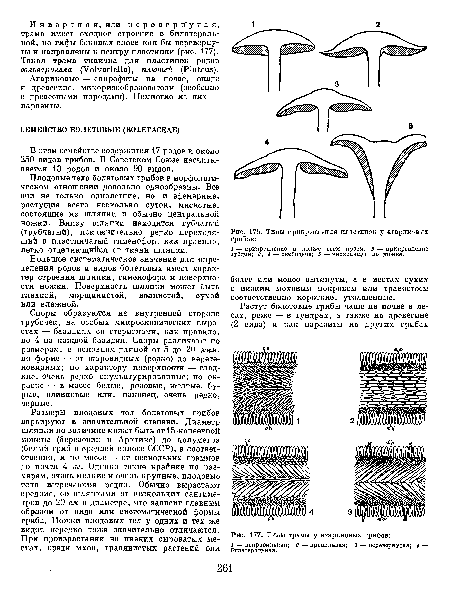 Типы тралы у агарнковых грибов