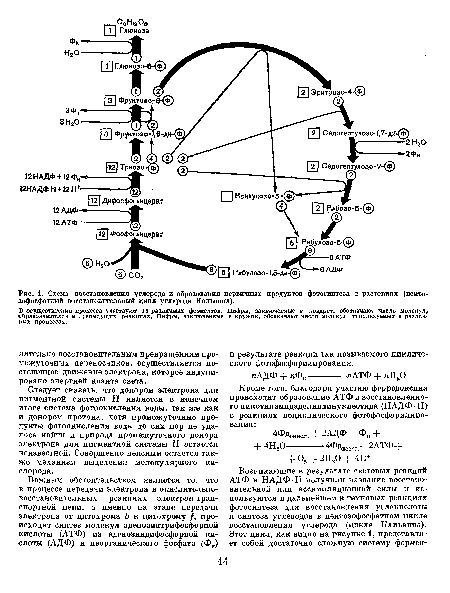 Схема восстановления углерода и образования первичных продуктов фотосинтеза в растениях (пенто-зофосфатпый восстановительпый цикл углерода Кальвина).