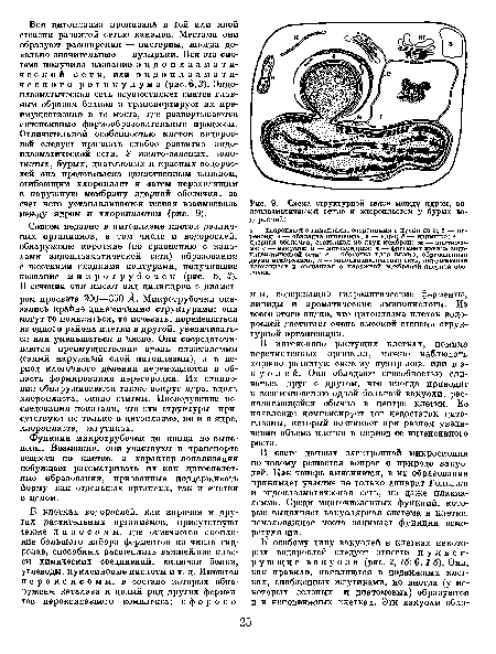 Схема структурной связи между ядром, эн-доплазматической сетью и хлоропластом у бурых водорослей