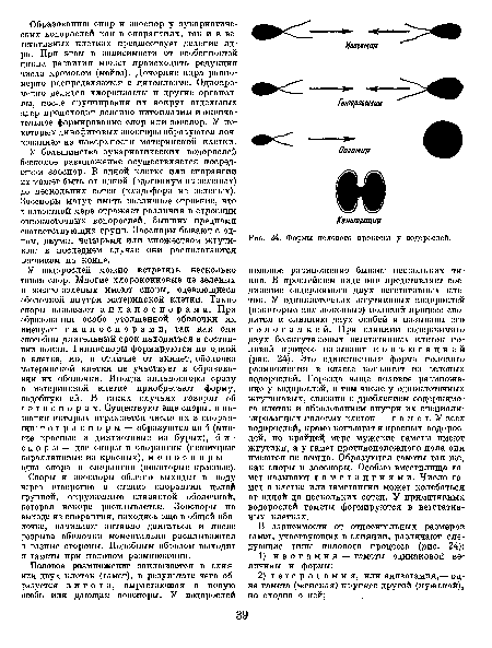 Формы полового процесса у водорослей.