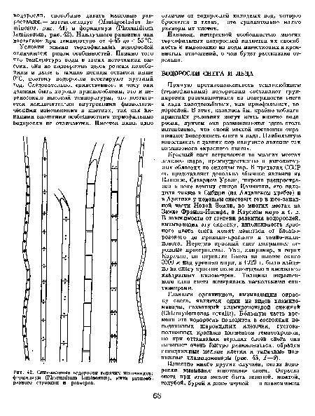 Сине-зеленые водоросли горячих источников