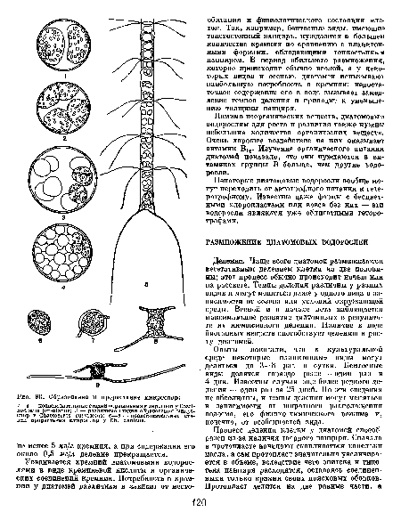 Некоторые диатомовые водоросли вообще могут переходить от автотрофного питания к гетеротрофному. Известны даже формы с бесцветными хлоропластами или вовсе без них — зти водоросли являются уже облигатными гетеро-трофами.
