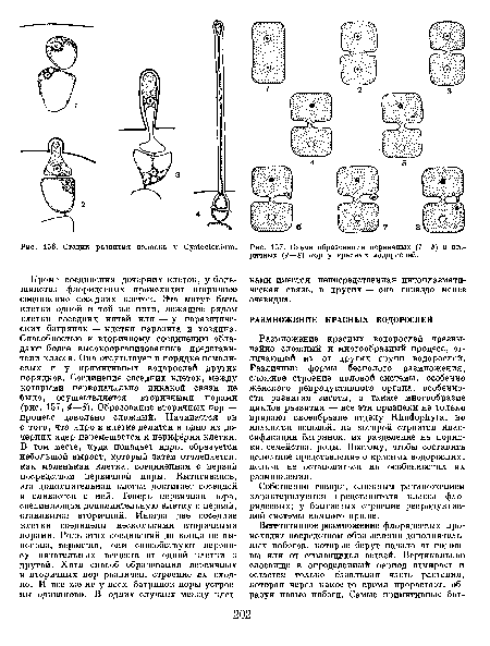 Схемы первичной и вторичной сукцессии