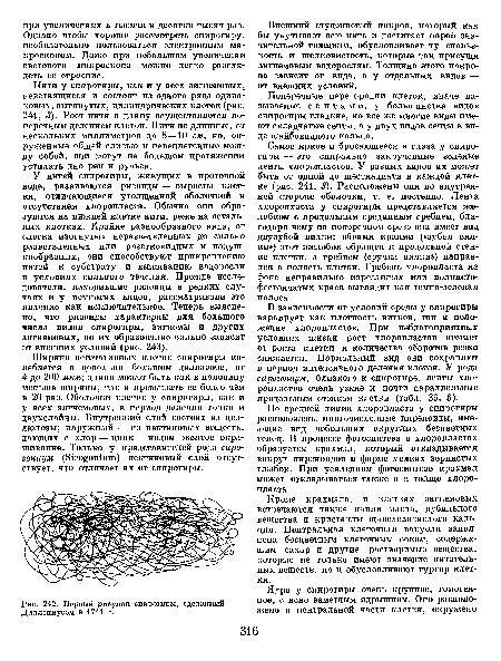 Первый рисунок спирогиры, сделанный Диллониусом в 1741 г..