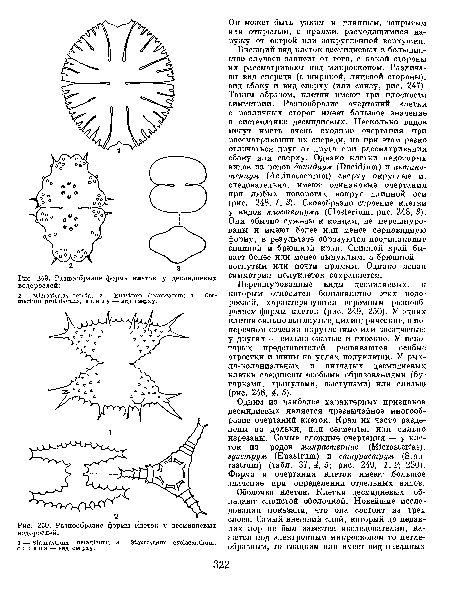 Разнообразие формы клеток у десмидиевых водорослей