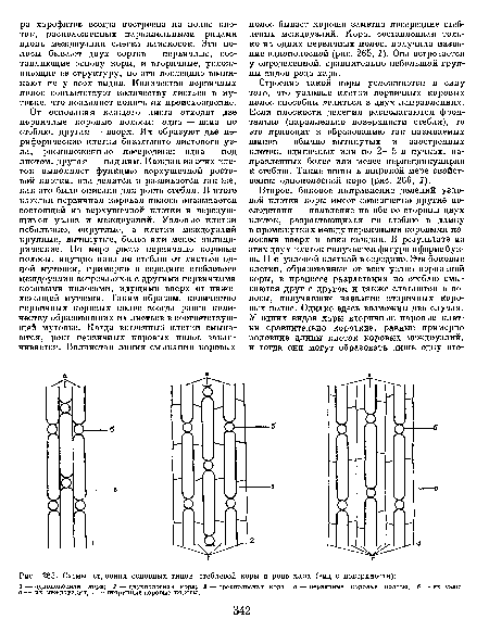 Схемы строения основных типов стеблевой коры в роде хара (вид с поверхности)