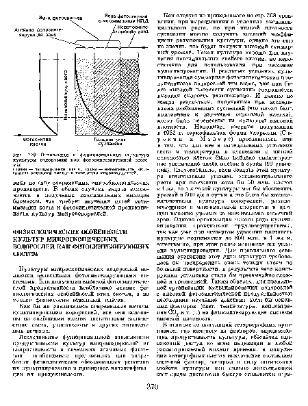 Оптическая и функциональная структура культуры водорослей как фотосинтезирующей системы