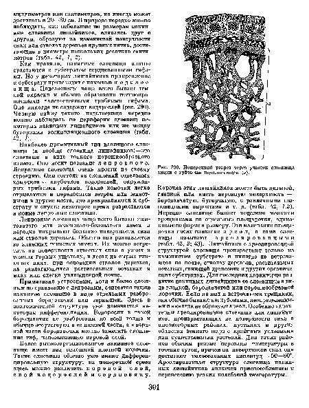 Поперечный разрез через участок слоевища анции с губчатым подслоевищем (а).