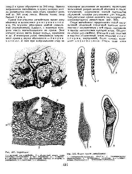 Перитеции