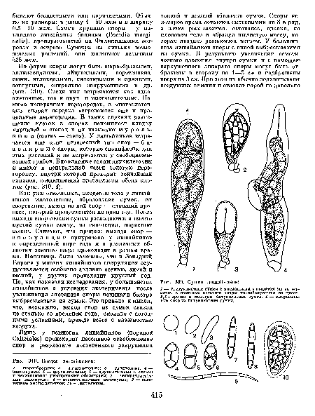 Споры лишайников