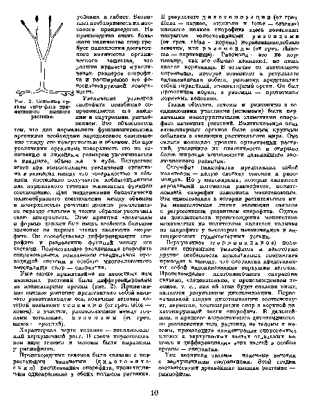 Характерная черта теломов — локализованный верхушечный рост. В своем первоначальном виде теломы и мезомы были выражены у риниофитов.