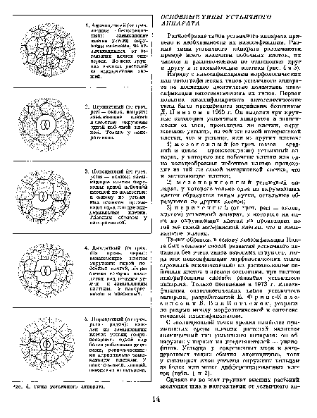 Таким образом, в основу классификации Пан-та был положен способ развития устьичного аппарата без учета типов взрослых структур, тогда как классификация морфологических типов строилась исключительно на расположении побочных клеток в зрелом состоянии, при полном игнорировании способа развития устьичного-аппарата. Только появление в 1973 г. классификации онтогенетических типов устьичного-аппарата, разработанной Е. Ф р и н с-К л а с-сенсомиВ. ВанКоттемом, устранило разрыв между морфологической и онтогенетической классификациями.