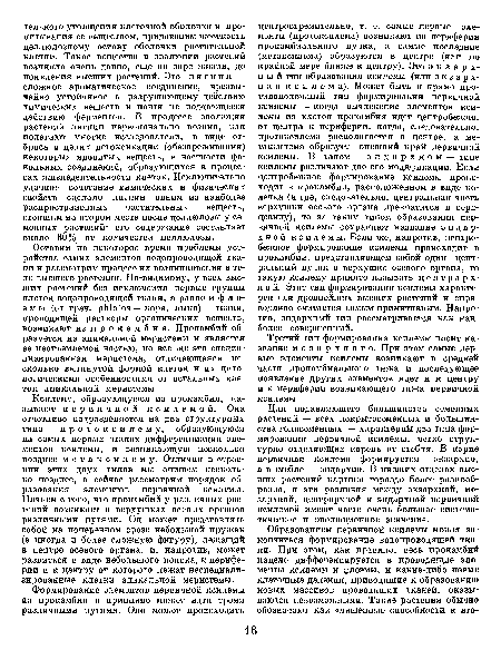 Ксилему, образующуюся из прокамбия, называют первичной ксилемой. Она отчетливо подразделяется на два структурных типа — протоксилему, образующуюся на самых первых этапах дифференциации элементов ксилемы, и возникающую несколько позднее мета ксилем у. Отличия в строении этих двух типов мы опишем несколько позднее, а сейчас рассмотрим порядок образования элементов первичной ксилемы. Начнем с того, что прокамбий у различных растений возникает в верхушках осевых органов различными путями. Он может представлять собой на поперечном срезе небольшой кружок (а иногда и более сложную фигуру), лежащий в центре осевого органа, и, напротив, может развиться в виде небольшого пояска, к периферии и к центру от которого лежат неспециализированные клетки апикальной меристемы.