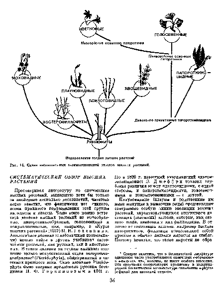 Но в 1899 г. известный американский анатом-эволюционист Э. Джеффри показал глубокие различия между плауновидными, с одной стороны, и папоротниковидными, голосеменными и покрытосеменными — с другой.