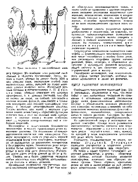 Особенность чередования поколений (рис. 21) у моховидных заключается в том, что гаме-тофит у них значительно расширяет по сравнению с остальными высшими растениями сферу своей физиологической деятельности. Наряду с обеспечением полового размножения гаметофит моховидных принимает на себя выполнение основных вегетативных функций — фотосинтеза, водоснабжения, минерального питания целого растения. Спорофит же фактически ограничивается спорообразованием.