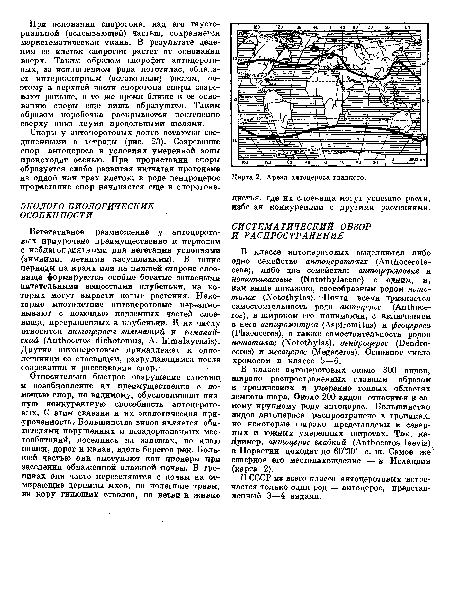 Споры у антоцеротовых долго остаются соединенными в тетрады (рис. 23). Созревание спор антоцероса в условиях умеренной зоны происходит осенью. При прорастании споры образуется слабо развитая нитчатая протонема из одной или трех клеток; в роде дендроцерос прорастание спор начинается еще в спорогоне.