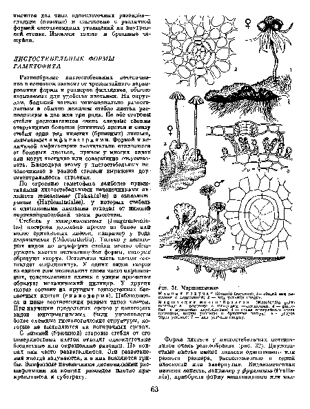 М а н и и я пахучая (Mannia fragrans):. l— общий вид растения с подставкой; 2 — вид устьица сверху. Маршанция многообразная (Marchantía poly-morpha): з — растение с женскими подставками; 4 — растение с мужскими подставками; 5 — схема поперечного среза слоевища, видны ризоиды и брюшные чешуи; в — разрез через устьице; 7 — вид устьица сверху.