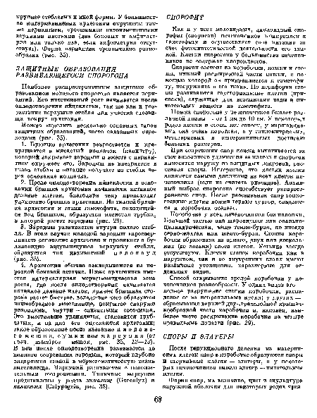 Наиболее распространенным защитным образованием молодого спорогона является пери-антий, Его интенсивный рост начинается после оплодотворения яйцеклетки, так же как и разрастание верхушки стебля или участка слоевища вокруг архегония.