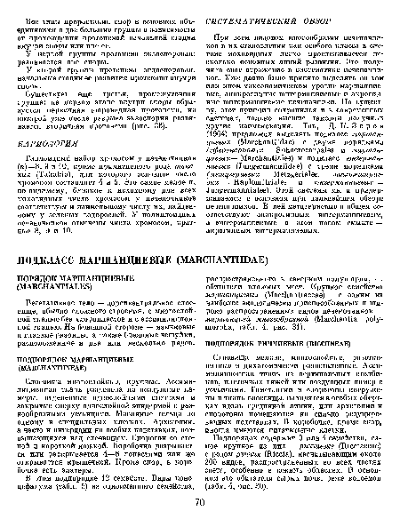 Вегетативное тело — дорсивентральное слоевище, обычно сложного строения, с многослойной тканью без хлоропластов и с ассимиляционной тканью. На брюшной стороне — язычковые и гладкие ризоиды, а также брюшные чешуйки, расположенные в два или несколько рядов.