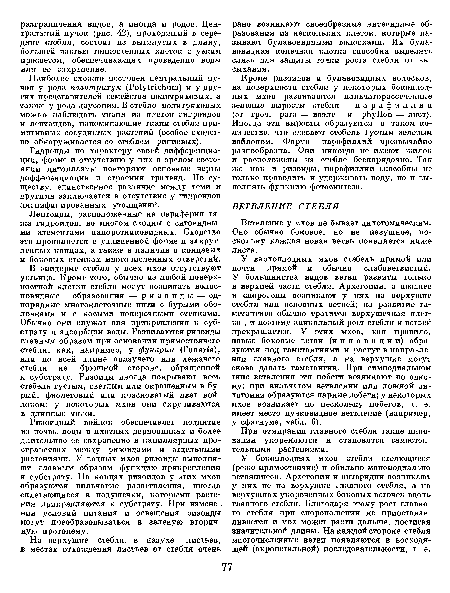 Ветвление у мхов не бывает дихотомическим. Оно обычно боковое, но не пазушное, поскольку каждая новая ветвь появляется ниже листа.