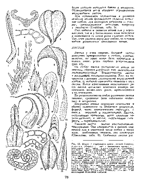 Листья у мхов сидячие, большей частью поперечно прикрепленные к стеблю, простые, цельные, по краю могут быть зубчатыми и только очень редко глубоко разделенными (рис. 43).
