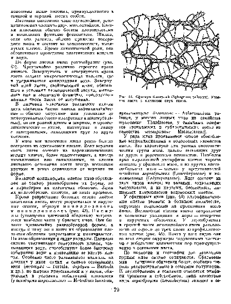 Листовая пластинка чаще однослойная, реже целиком или частично дву-, многослойная. Клетки пластинки обычно богаты хлоропластами и выполняют функцию фотосинтеза. Жилка, если она развита, обычно проходит посередине листа и состоит из толстостенных, вытянутых клеток. Кроме механической роли, она обеспечивает проведение пластических веществ и воды.