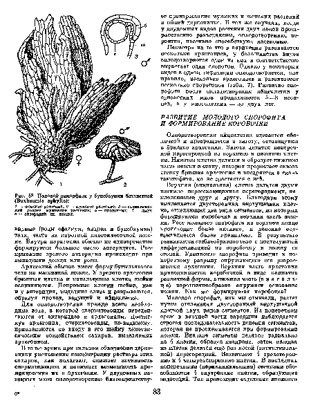 Оплодотворенная яйцеклетка одевается оболочкой и превращается в зиготу, остающуюся в брюшке архегония. Зигота делится поперечной перегородкой на верхнюю и нижнюю клетки. Нижняя клетка делится и образует нижнюю часть ножки и стопу, которая прорастает сквозь стенку брюшка архегония и внедряется в ткань гаметофита, но не срастается с ней.