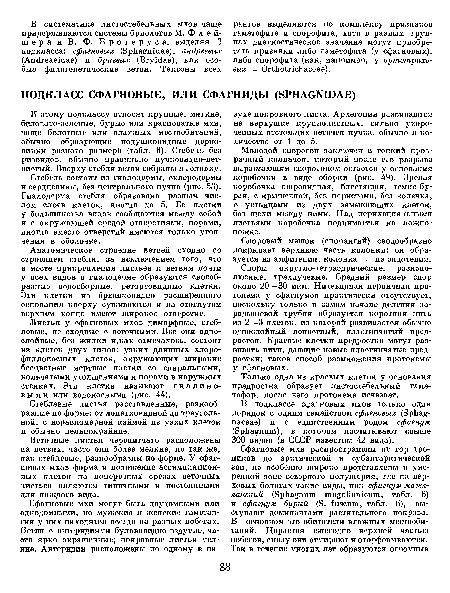 К этому подклассу относят крупные, мягкие, беловато-зеленые, бурые или красноватые мхи, чаще болотные или влажных местообитаний, обычно образующие подушковидные дерно-винки разного размера (табл. 6). Стебель без ризоидов, обычно правильно пучковидно-ветвистый. Вверху стебля ветви собраны в головку.