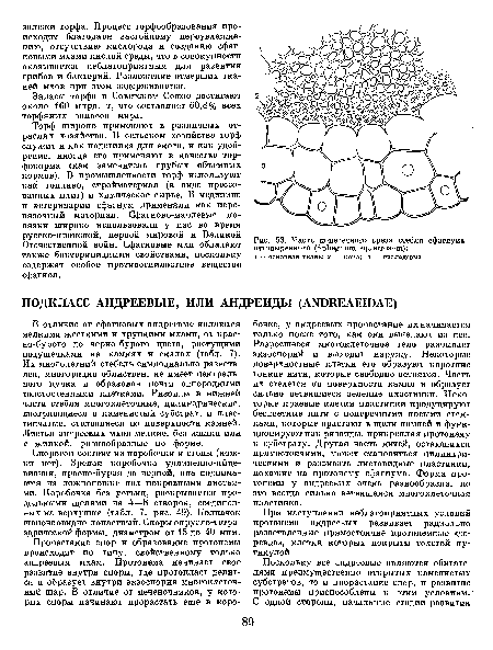 Часть поперечного среза стебля сфагнума оттопыренного (Sphagnum squarrosum)