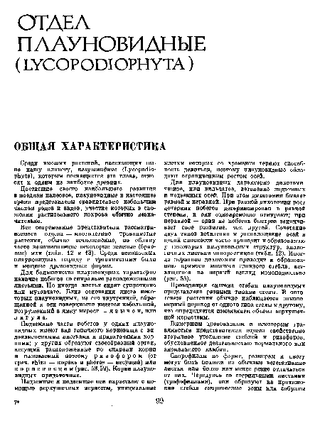 Подземные части побегов у одних плауновидных имеют вид типичного корневища с видоизмененными листьями и придаточными корнями; у других образуют своеобразный орган, несущий расположенные по спирали корни и называемый поэтому ризофором (от греч. гЫга — корень и рЬогов — несущий) или корненосцем (рис. 58,59). Корни плауновидных придаточные.