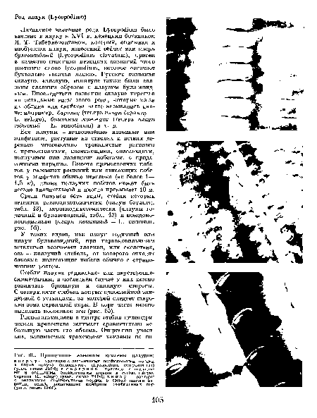 Проводящие элементы ксилемы плаунов