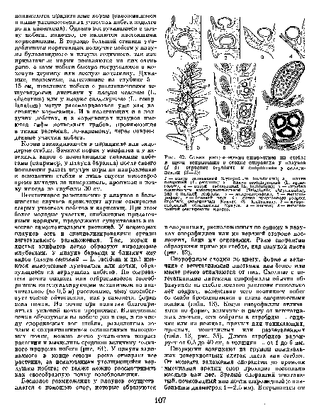 Корни закладываются в перицикле или эндодерме стебля. Зачаток корня у эпифитов и у наземных видов с полегающими главными побегами (например, у плауна баранца) после своего появления растет внутри коры по направлению к основанию стебля и лишь спустя некоторое время выходит на поверхность, проникая в почву иногда до глубины 30 см.