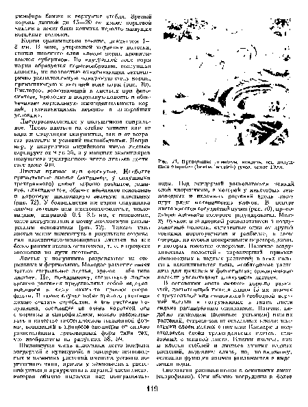 Проводящие элементы ксилемы осп полушника озерного (1зоё1е.ч ¡асивМв) (увел, около 1000).