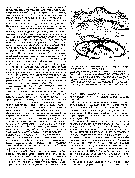 Строение междоузлия и устьица вегетативного побега хвоща (Едшве^т)