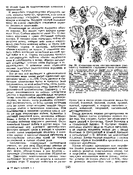 Прорастание споры, строение заростков (гаме-тофитов), гаметангиев и зародыша у хвоща (ЕдшзеЬит)