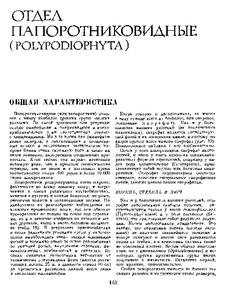 Папоротниковидные (или папоротники) относят к числу наиболее древних групп высших растений. По своей древности они уступают только риниофитам и плауновидным и имеют приблизительно один геологический возраст с хвощевидными. Но в то время как риниофиты давно вымерли, а плауновидные и хвощевидные играют в современном растительном покрове Земли очень скромную роль и число их видов невелико, папоротники продолжают процветать. Хотя сейчас они играют несколько меньшую роль, чем в прошлые геологические периоды, тем не менее и в настоящее время насчитывается около 300 родов и более 10 ООО видов папоротников.