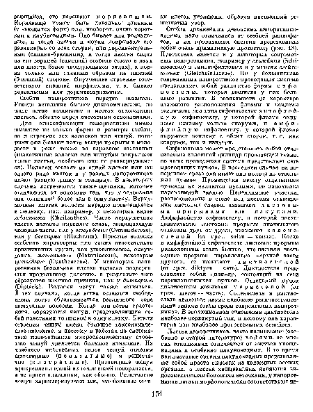 Стебли папоротников нередко ветвятся. Иногда ветвление бывает дихотомическим, но чаще ветви возникают в местах отхождения листьев, обычно перед листовыми основаниями.