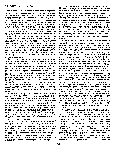 Интересно, что, в то время как у ужовнико-вых и мараттиевых (МагаШасеае) каждый спорангий развивается из группы начальных клеток и имеет многослойную стенку, почти у всех остальных современных папоротников он развивается из одной-единственной начальной клетки и имеет однослойную стенку (табл. 19, 20). Очевидно, при втором способе развития спорангия требуется меньше строительного материала (меньше клеток), а само развитие происходит быстрее. Поэтому все согласны с тем, что возникновение спорангиев, берущих начало от одной клетки и имеющих однослойную стенку, представляет в эволюционном отношении шаг вперед.