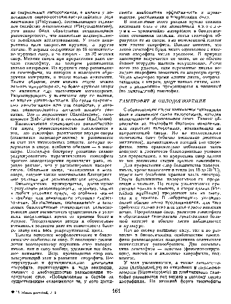 Как по своему внешнему виду, так и по развитию и биологическим особенностям гаметофиты равноспоровых папоротников отличаются значительным разнообразием. Два основных типа гаметофита — зеленые (фотосинтезирующие), наземные и лишенные хлорофилла, подземные.