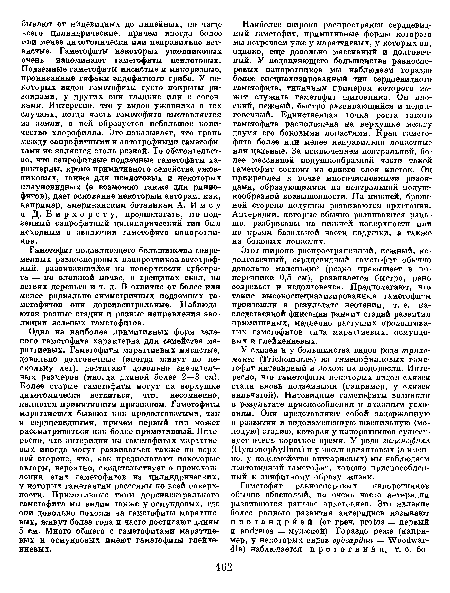 Наиболее широко распространен сердцевидный гаметофит, примитивные формы которого мы встречаем уже у мараттиевых, у которых оп, однако, еще довольно массивный и долговечный. У подавляющего большинства равноспоровых папоротников мы наблюдаем гораздо более специализированный тип сердцевидного гаметофита, типичным примером которого может служить гаметофит щитовника. Он плоский, нежный, быстро развивающийся и недолговечный. Единственная точка роста такого гаметофита расположена на верхушке между двумя его боковыми лопастями. Края гаметофита более или менее неправильно лопастные или цельные. За исключением центральной, более массивной подушкообразной части такой гаметофит состоит из одного слоя клеток. Од прикреплен к почве многочисленными ризоидами, образующимися на центральной подушкообразной возвышенности. На нижней, брюшной стороне подушки развиваются архегонии. Антеридии, которые обычно развиваются раньше, разбросаны на нижней поверхности или по краям базальной части подушки, а также на боковых лопастях.