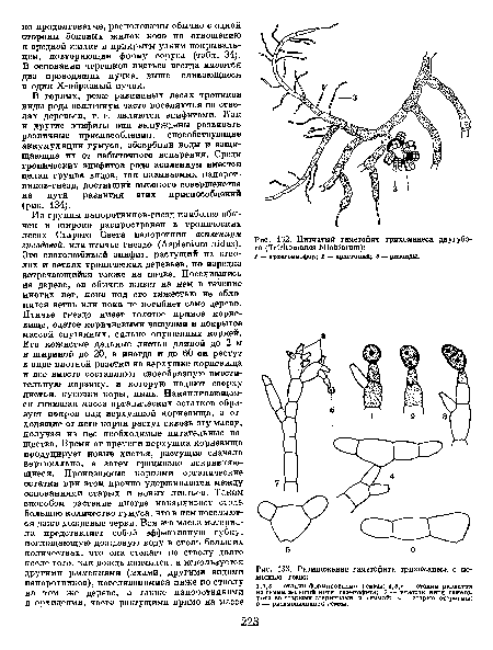 Размножение гаметофита трихоманеса с помощью гемм