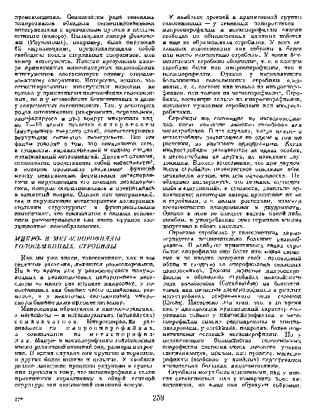 Как мы уже знаем, голосеменные, как и все семенные растения, .являются разноспоровыми. Но в то время как у разноспоровых плауно-видпых и разноспоровых папоротников мегаспоры во много раз крупнее микроспор, у голосеменных они бывают часто одинаковых размеров, а у некоторых саговниковых микроспоры бывают даже крупнее мегаспор.