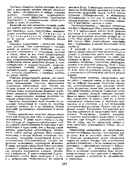 Семенные папоротники были похожи на настоящие папоротники не только по строению перистых листьев, но и по внешнему облику растений: древовидных, лиановидных и травянистых.