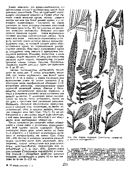 Форма перышек (листочков, сегментов) у листьев саговниковых