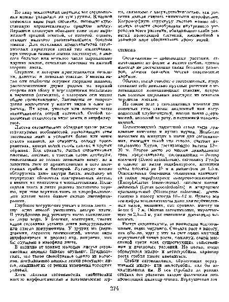 Растут саговниковые, за немногими исключениями, очень медленно. Сначала рост в высоту, как обычно, идет у них за счет очень крупной верхушечной точки роста, пожалуй, самой массивной среди всех существующих голосеменных и цветковых растений. Но позже, когда образуются микро- и мегастробилы, характер роста стебля может измениться.