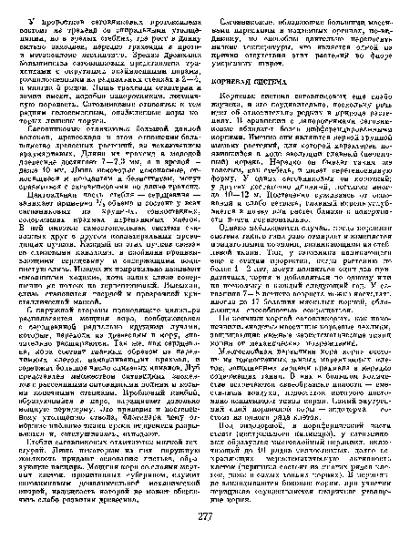 Однако наблюдаются случаи, когда корневая система такого типа рано отмирает и заменяется придаточными корнями, возникающими из стеблевой ткани. Так, у саговника поникающего еще в стадии проростка, когда растению не более 1—2 лет, могут появиться один-два придаточных. корня и добавляться по одному или по нескольку в каждый следующий год. У саговника 7—8-летнего возраста можно насчитать иногда до 17 больших мясистых корней, обладающих способностью сокращаться.