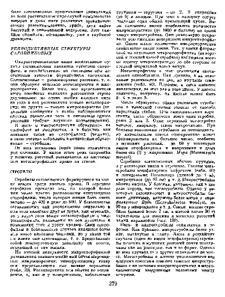 Стробилы саговниковых формируются на конце ствола среди листьев кроны. В середине стробилов проходит ось, на которой более или менее плотно расположены чешуевидные спорофиллы, число которых может быть очень велико — до 400 и даже до 600. У большинства саговниковых они расположены спирально и при этом налегают друг на друга, как черепица, но у видов рода замия мегаспорофиллы и микроспорофиллы размещены на оси мутовчато и примыкают друг к другу краями. Сами спорофиллы в большинстве случаев являются более или менее плоскими чешуями, но у видов той же замии они щитовидные, т. е. представляют собой шестиугольную пластинку на ножке, отходящей от оси шишки.