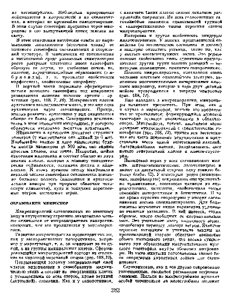 Интересна и другая особенность эпидермы микроспорангиев. У многих представителей семейства (за исключением саговника и диоона) в эпидерме оказались устьица, такие же, как у листьев соответствующих видов. Это редкое явление свойственно лишь единичным представителям других групп высших растений — некоторым моховидным, немногим папоротникам.